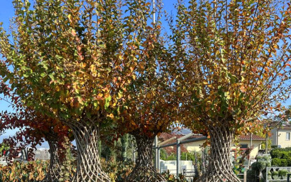 lagerstroemia indica (forma anfora)